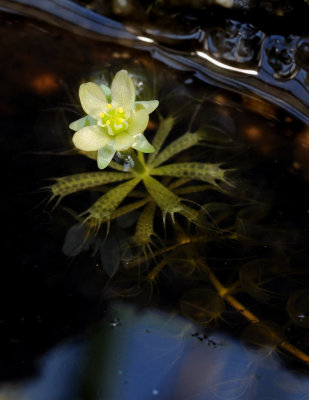 Aldrovanda vesiculosa. Closer.