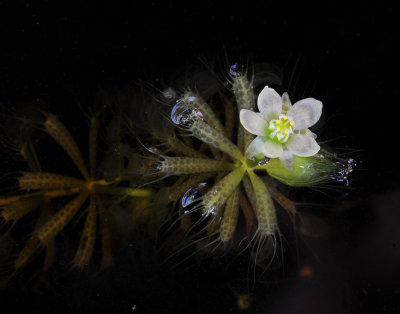 Aldrovanda vesiculosa. Close-up.