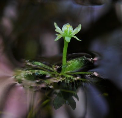 Aldrovanda vesiculosa. Close-up.