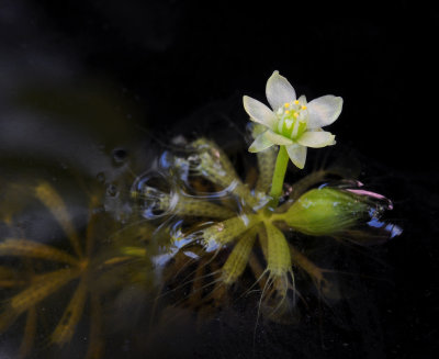 Aldrovanda vesiculosa. Close-up.