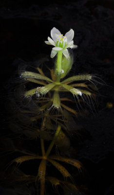 Aldrovanda vesiculosa.