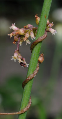 Cuscuta_lupuliformis._On_Allium.jpg