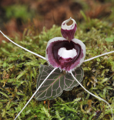 Corybas_pictus._Red_Veins.jpg