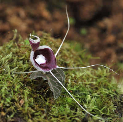 Corybas_pictus._Red_Veins._side.jpg