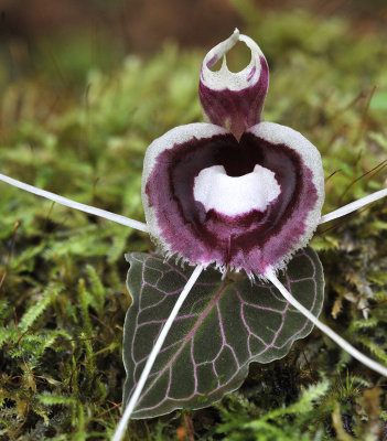 Corybas_pictus._Red_Veins._Closer.jpg