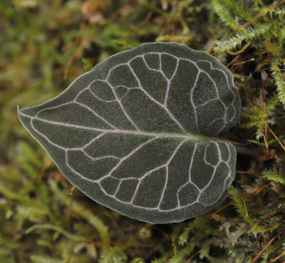 Corybas_pictus._Red_Veins._leaf.jpg