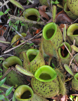 Nepenthes_ampullaria._Closer.2.jpg