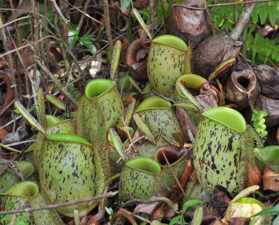 Nepenthes_ampullaria._Closer.5.jpg