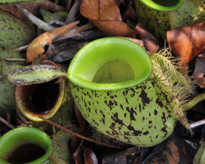 Nepenthes_ampullaria._Closeup.2.jpg