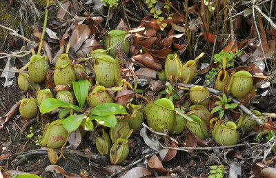 Nepenthes_ampullaria.jpg