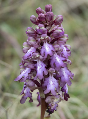 Himantoglossum robertianum. Closer.3.jpg