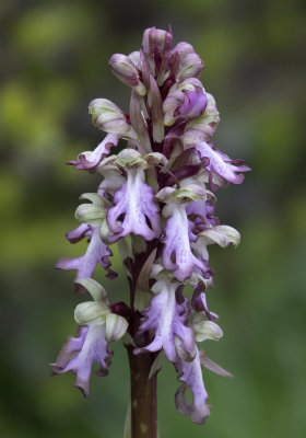 Himantoglossum robertianum. Closer.5.jpg