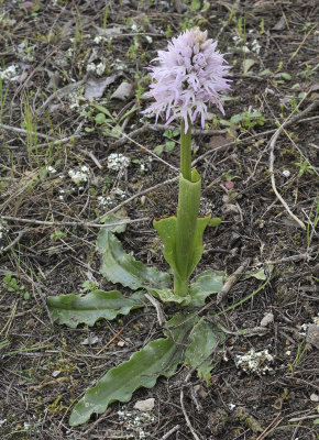 Orchis italica