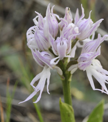 Orchis italica. Close-up. 