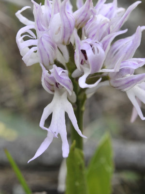 Orchis italica. Close-up. 