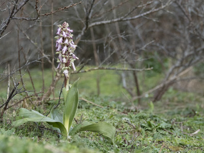 Himantoglossum robertianum 1.jpg