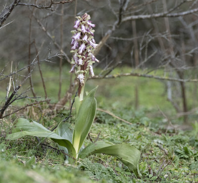 Himantoglossum robertianum 2.jpg
