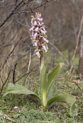 Himantoglossum robertianum 3.jpg
