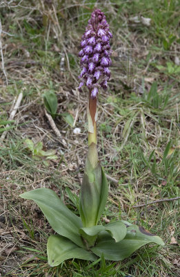Himantoglossum robertianum 10.1.jpg