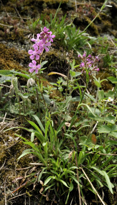 Lychnis viscaria.2.jpg