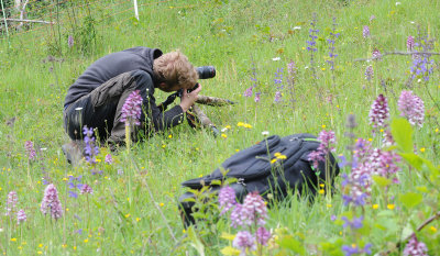 Orchis purpurea and militaris hybrid swarm Laurent.jpg