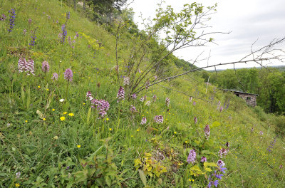 Orchis purpurea and militaris hybrid swarm.2.jpg