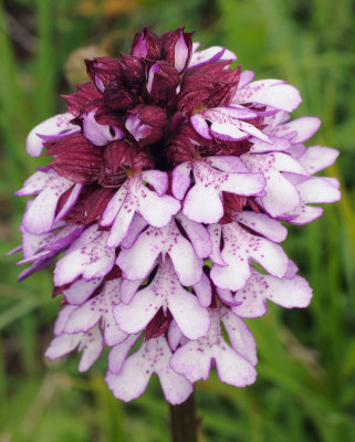 Orchis purpurea. Closer.4.jpg