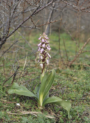 Himantoglossum robertianum.jpg