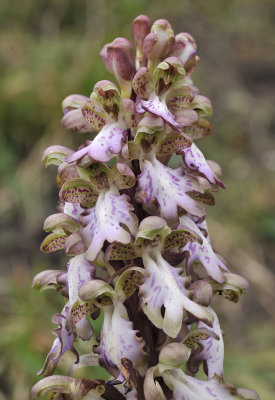 Himantoglossum Close-up.jpg