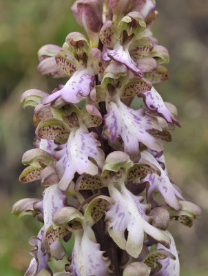 Himantoglossum Close-up.2.jpg