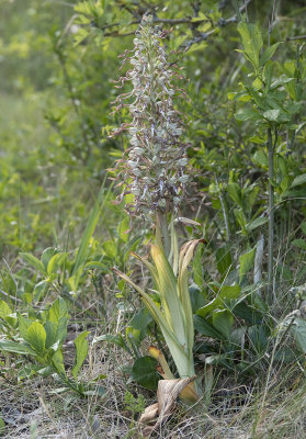 Himantoglossum hircinum.jpg