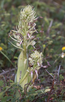 Himantoglossum hircinum.2.jpg