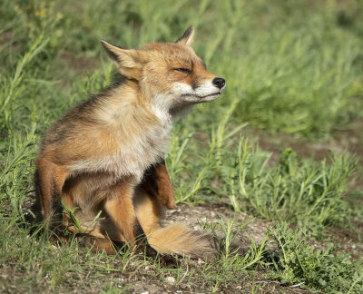 fox.2.jpg