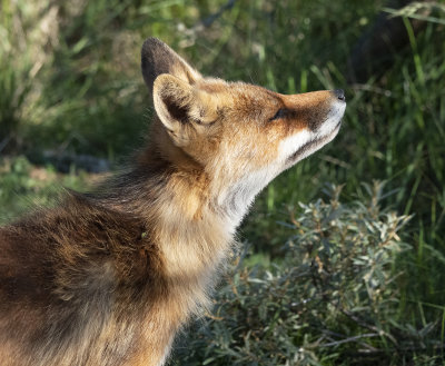 Fox sniffing.jpg