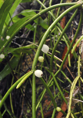 Rhipsalis baccifer. Closer.jpg