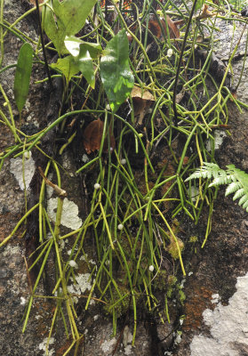 Rhipsalis baccifer.5.jpg