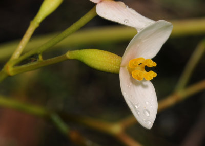 Begonia seychellensis. Female flower close-up.jpg