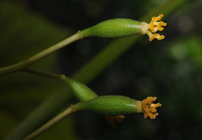 Begonia seychellensis. Young fruits.jpg