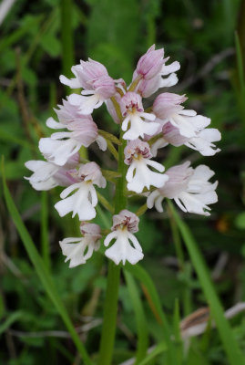 Orchis x hybrida.  pale.jpg