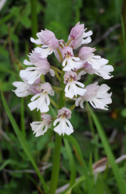 Orchis x hybrida. Pale.2.jpg