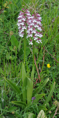 Orchis x hybrida.2.a.jpg