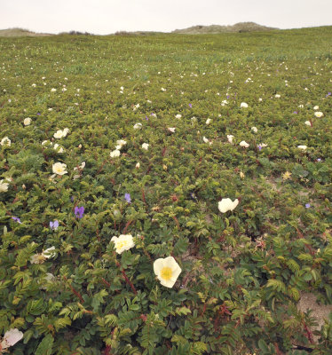 Rosa pimpinellifolia habitat.4.jpg