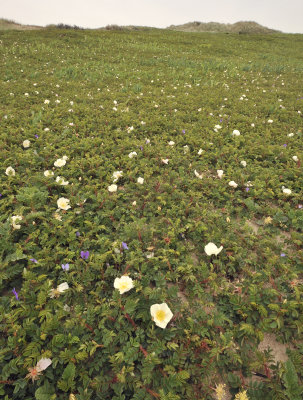 Rosa pimpinellifolia habitat.5.jpg