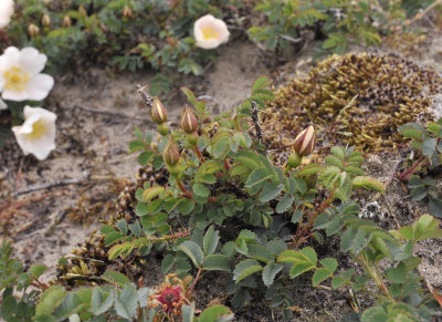 Rosa pimpinellifolia in bud.jpg