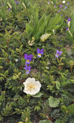 Rosa pimpinellifolia with Polygonatum odoratum and Viola curtisii.2.jpg