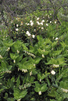 Rosa pimpinellifolia with Polygonatum odoratum.4.jpg