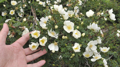 Rosa pimpinellifolia. Bush. Closer with hand.jpg