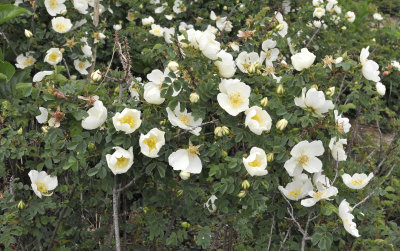 Rosa pimpinellifolia. Bush.2.jpg