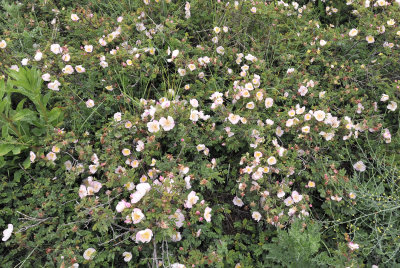 Rosa pimpinellifolia. Bush.jpg