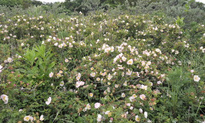 Rosa pimpinellifolia. Bushes.jpg